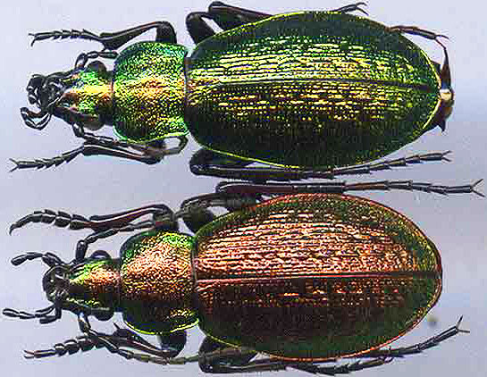 http://www.gorodinski.ru/carabus/Aulonocarabus truncaticollis kodaricola.jpg